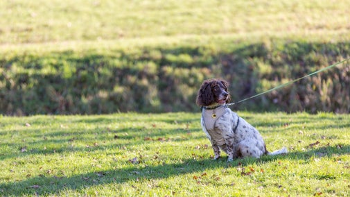 Brown and white spaniel sitting on grass in a park, wearing a coat and attached to a lead. Provide your feedback on BizChat
